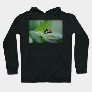 Ladybug on a leaf Hoodie